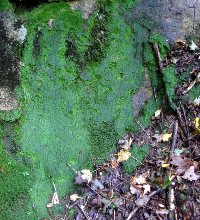 Plagiothecium laetum